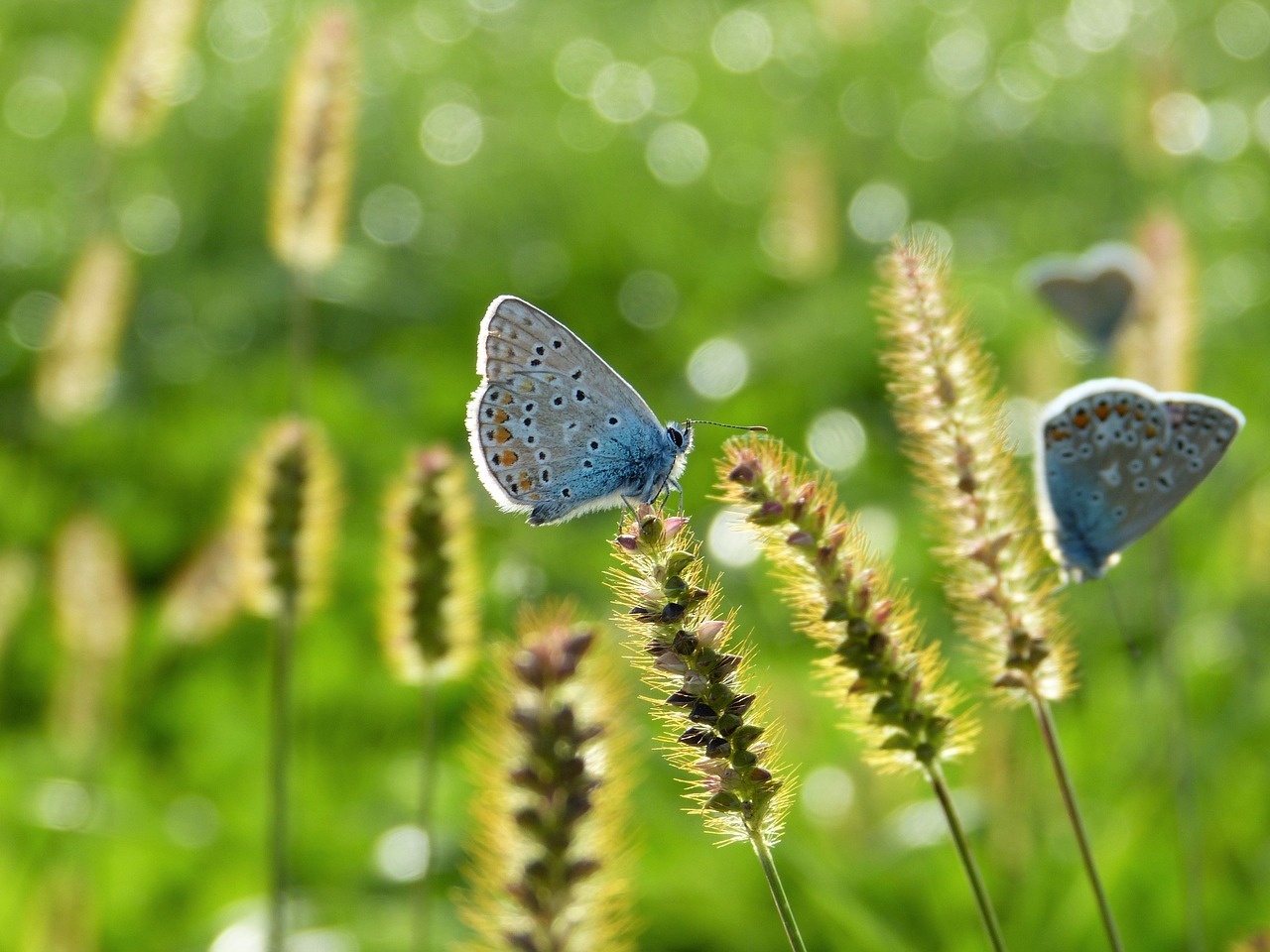 The Philosophy of the Green Movement and Its Politics